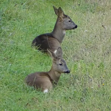 Appartement Poggio Olivo
